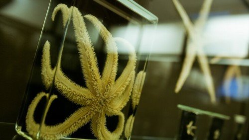 The Zoological Museum of Moscow State University opens its digital copy